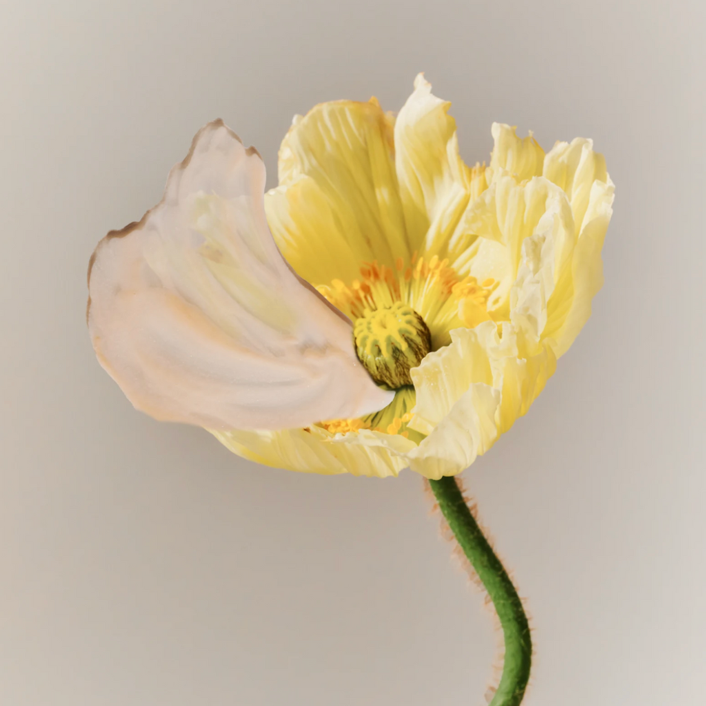 INCI: The simple guide to deciphering the composition of your cosmetic